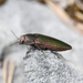 Buprestis splendens - Photo (c) Philipp Rauscher, μερικά δικαιώματα διατηρούνται (CC BY), uploaded by Philipp Rauscher