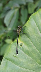 Leptogomphus sauteri formosanus
