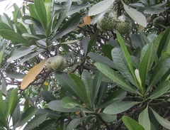 Voacanga thouarsii