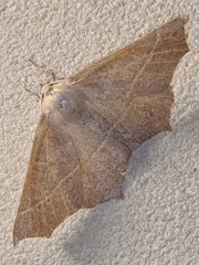 Tetracis cervinaria