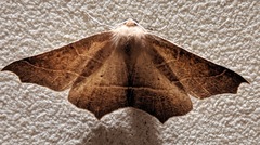 Tetracis cervinaria