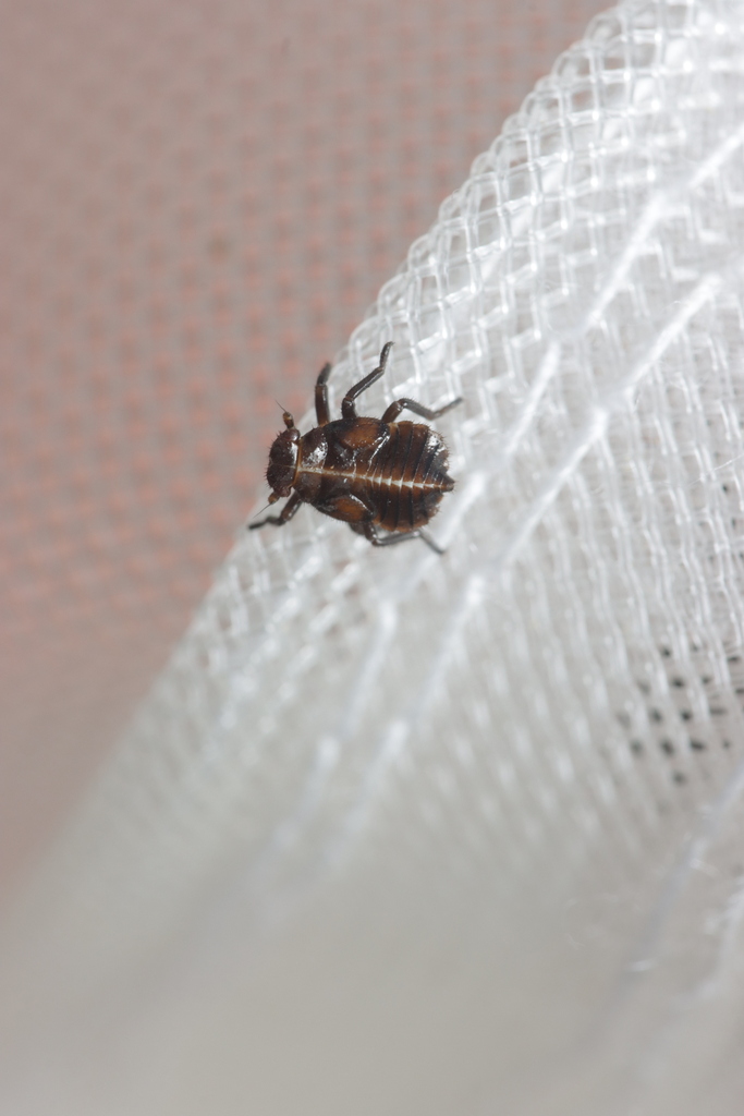 Mitricephalus macrocephala