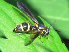 Sphiximorpha willistoni