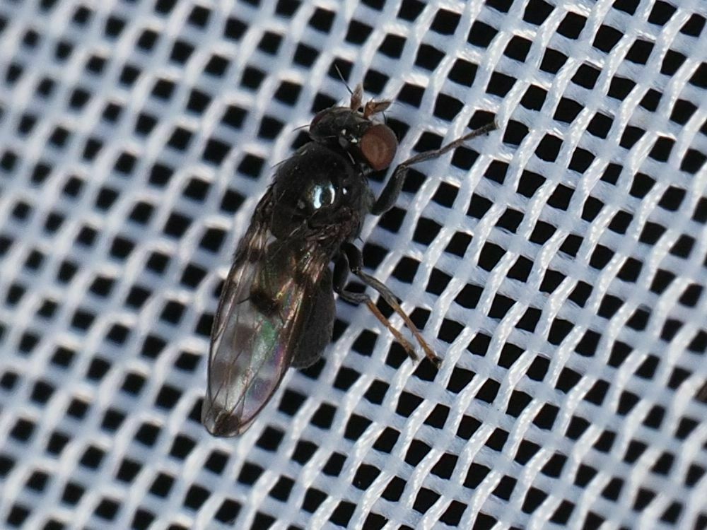 Diasemocera marginella