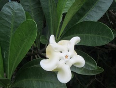 Voacanga thouarsii