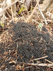 Dolichoderus taschenbergi