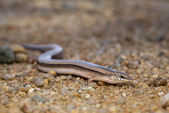 Morocco Cylindrical Skink photo 2