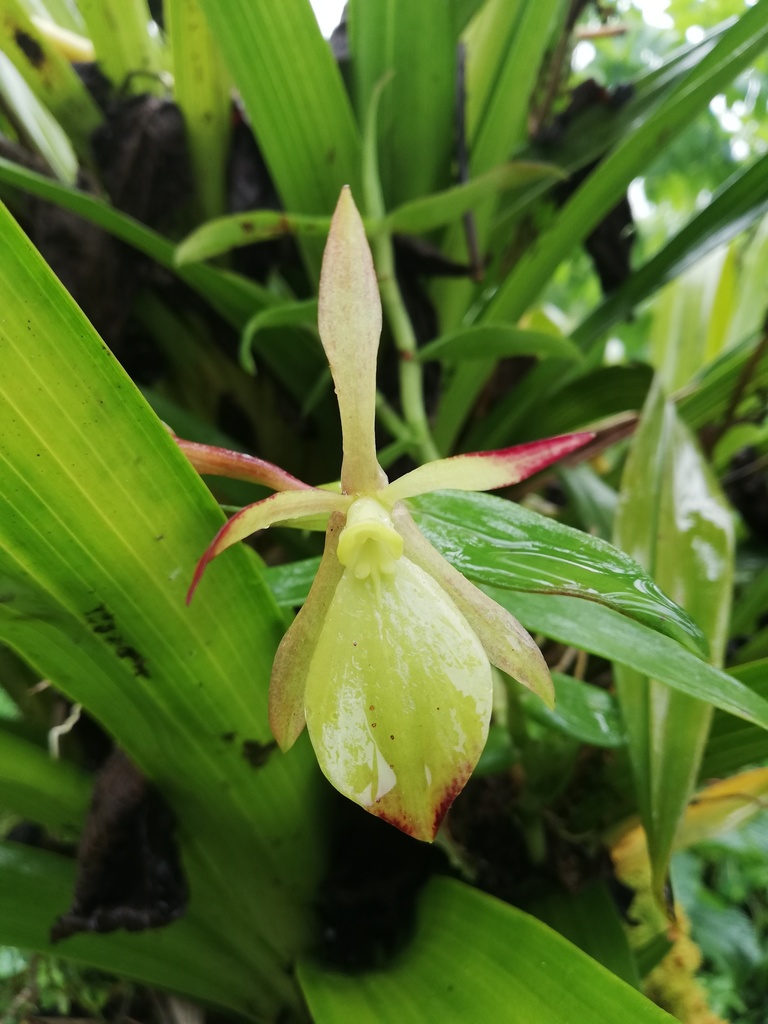 Epidendrum rhomboscutellum