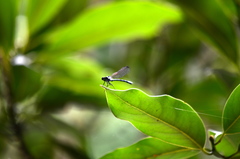 Bayadera brevicauda