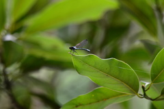 Bayadera brevicauda