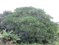 Voacanga thouarsii
