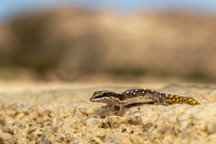 El Mouden Gecko photo 2
