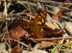 Heteronympha banksii