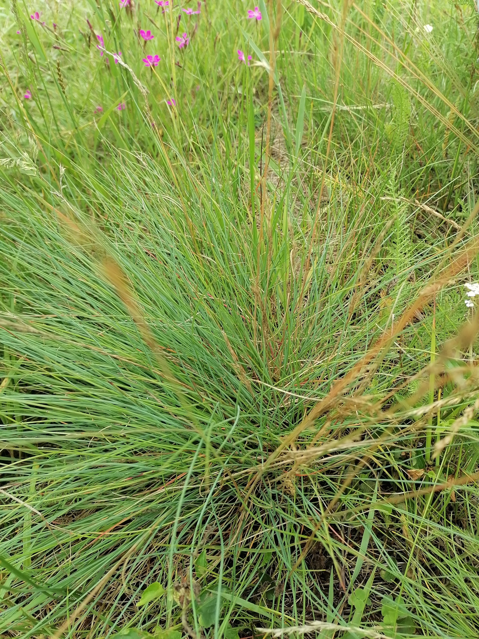 Imagem de Festuca azul