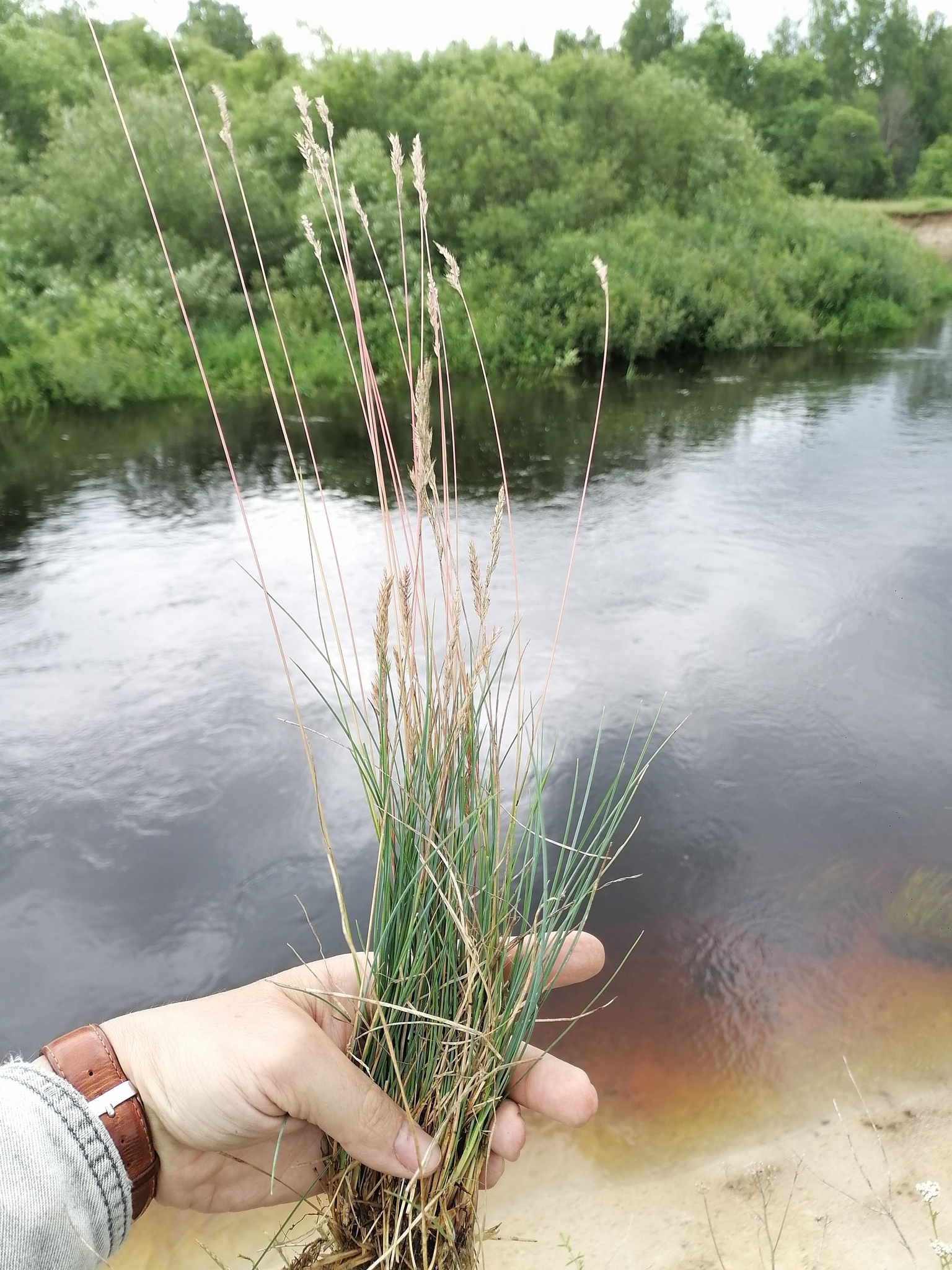Imagem de Festuca azul