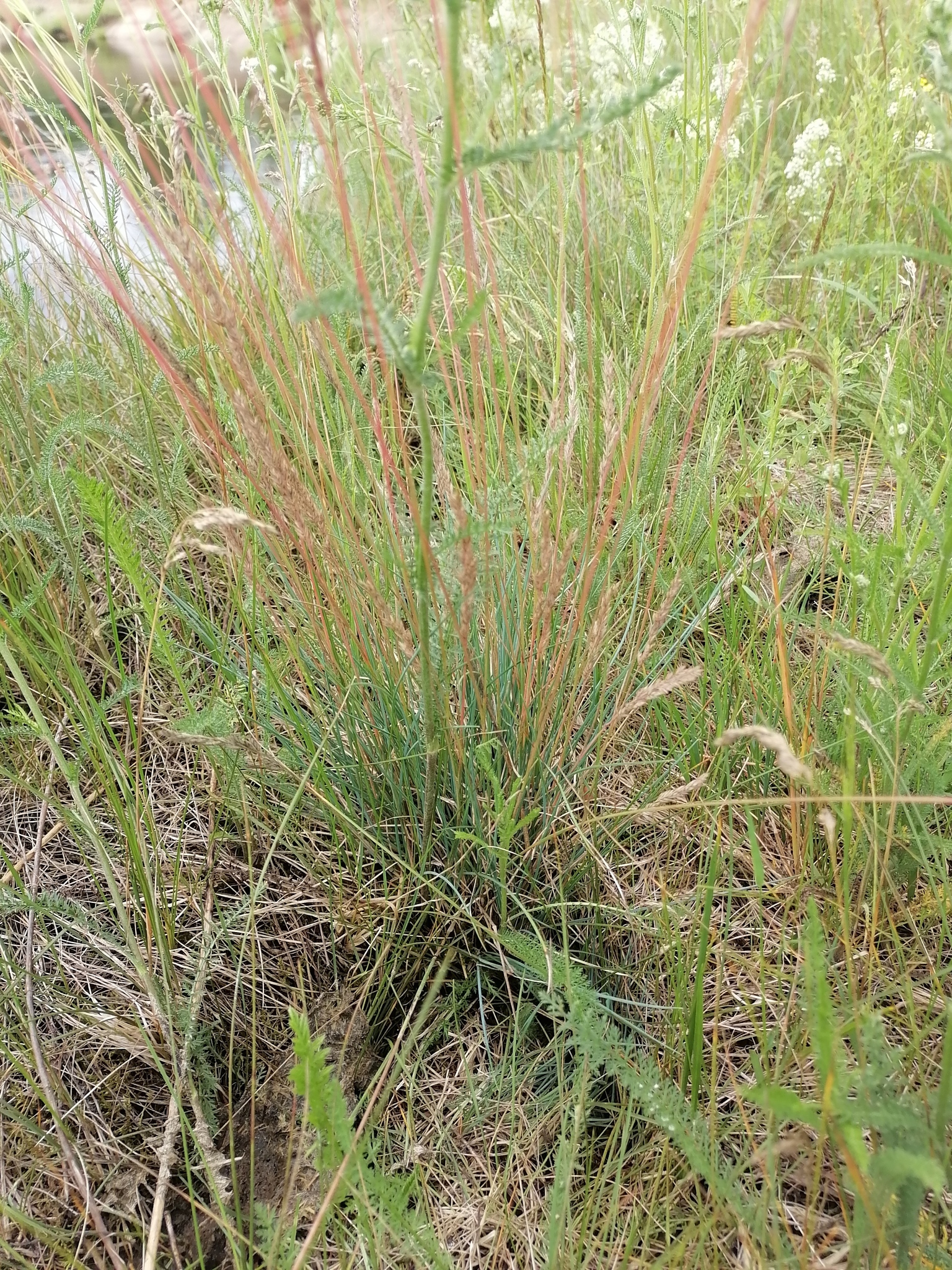 Imagem de Festuca azul