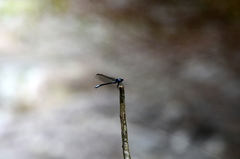 Bayadera brevicauda
