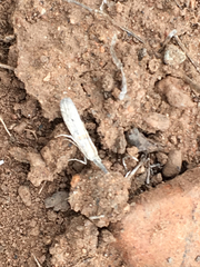 Acrobasis comptella