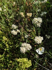 Eriogonum fasciculatum