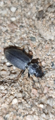 Craspedonotus tibialis