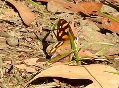 Heteronympha banksii