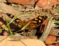 Heteronympha banksii