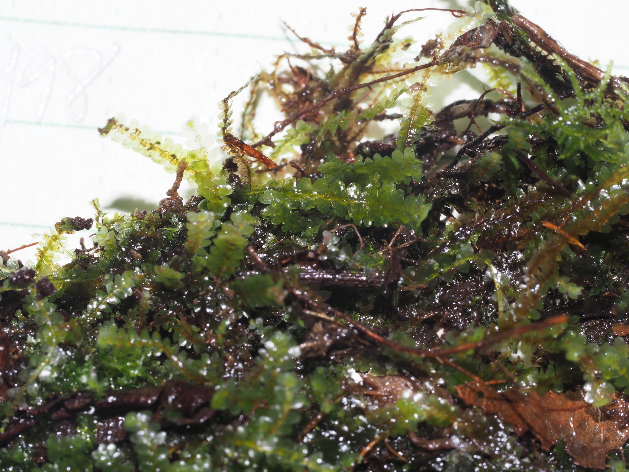 Mnioloma fuscum