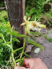 Epidendrum rhomboscutellum
