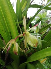 Epidendrum rhomboscutellum