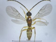 Embolemidae