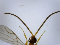 Embolemidae