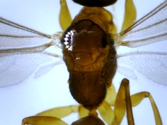 Embolemidae