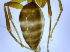 Embolemidae
