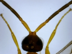 Embolemidae