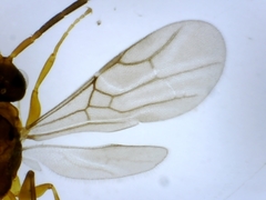 Embolemidae