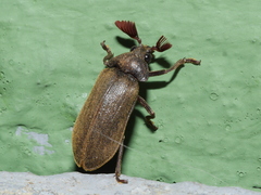 Rhipiceridae