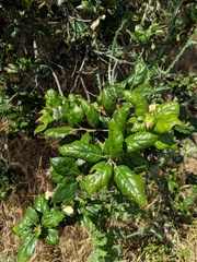 Quercus agrifolia