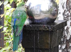 Alisterus scapularis scapularis