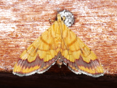 Cryptosara caritalis
