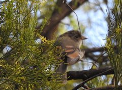 Pachycephala olivacea