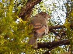 Pachycephala olivacea