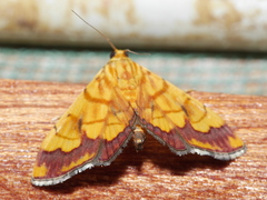Cryptosara caritalis