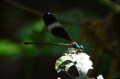 Psolodesmus mandarinus mandarinus