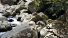 Bayadera brevicauda