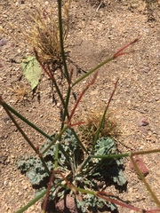 Eriogonum