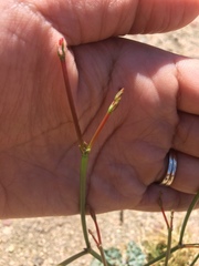 Eriogonum