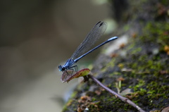 Bayadera brevicauda