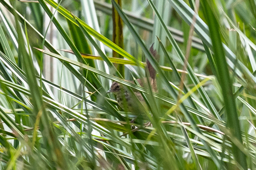 iNaturalist image