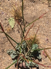 Eriogonum