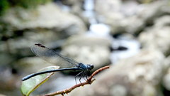 Bayadera brevicauda